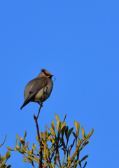 ヒレンジャク　２/２１❷