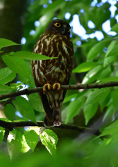 アオバズク　５/２９❶