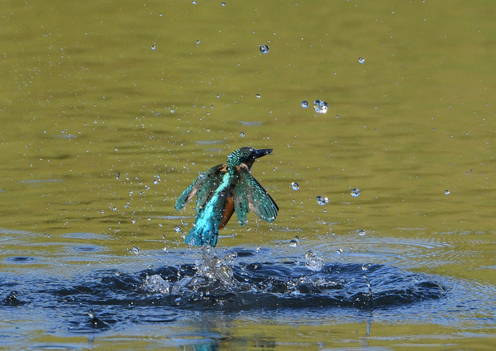 _191009_070910 DSC_8868