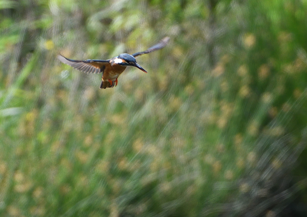 ホバ　５/１３❹