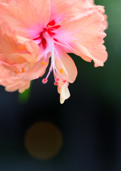 フヨウ　８/２７