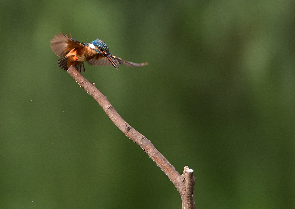 止まり木　７/２３❷