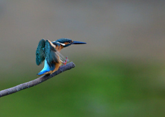いつもの公園　８/１１❶