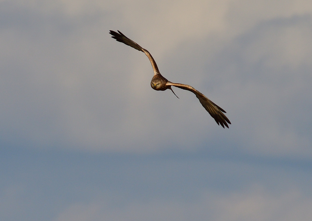 チュウヒ　１/４❷