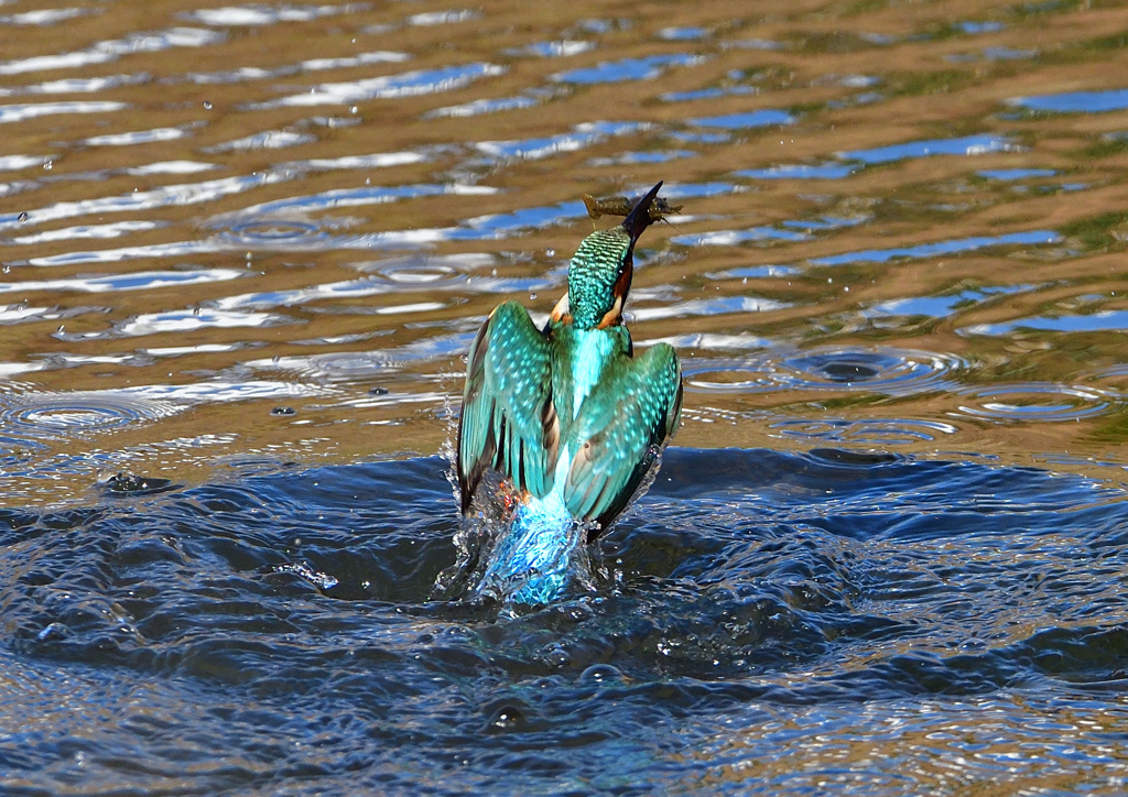 いつもの公園で　１１/２１❽