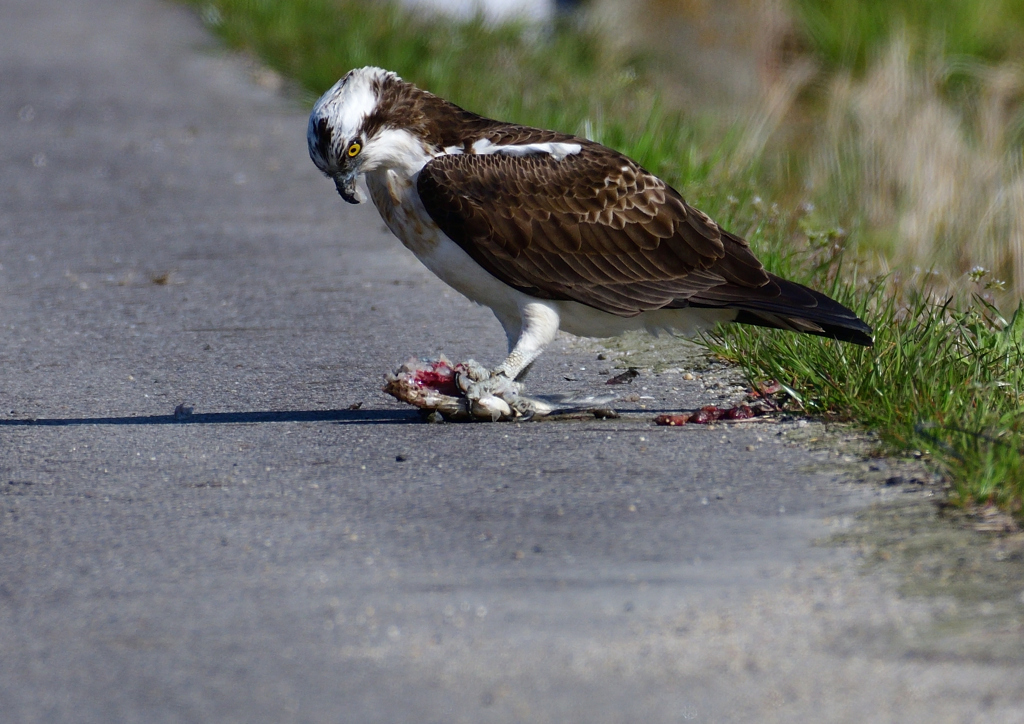 ミサゴ　３/１６❶