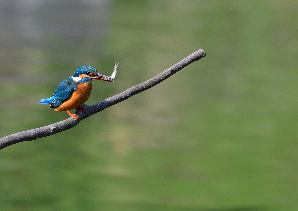 止まり木　４/２７❷