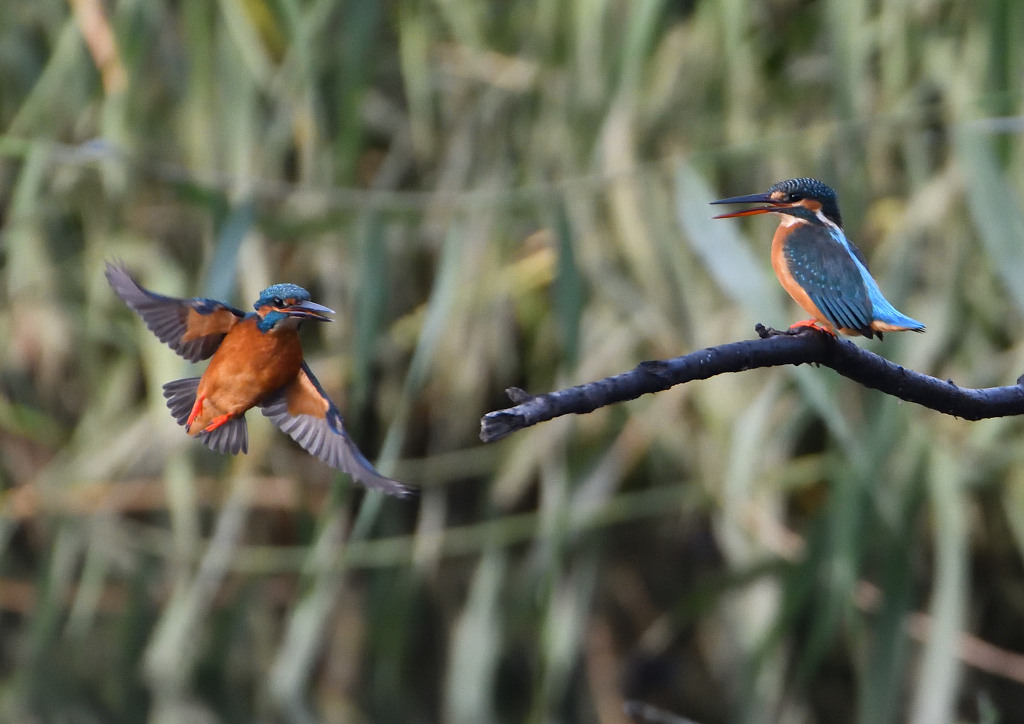 _191031_071756 DSC_7846