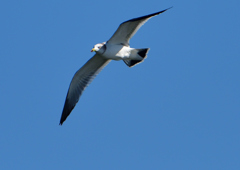 ウミネコ　１０/１３❸