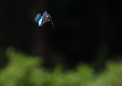 ホバ　５/２０❼