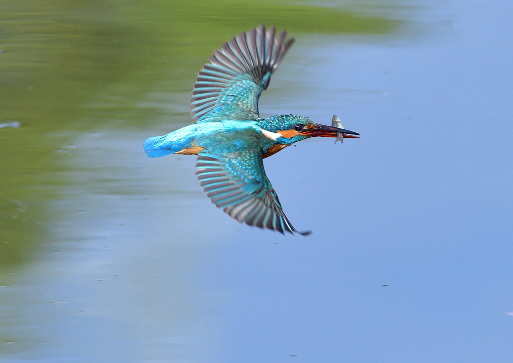 魚を・・・・　４/２１