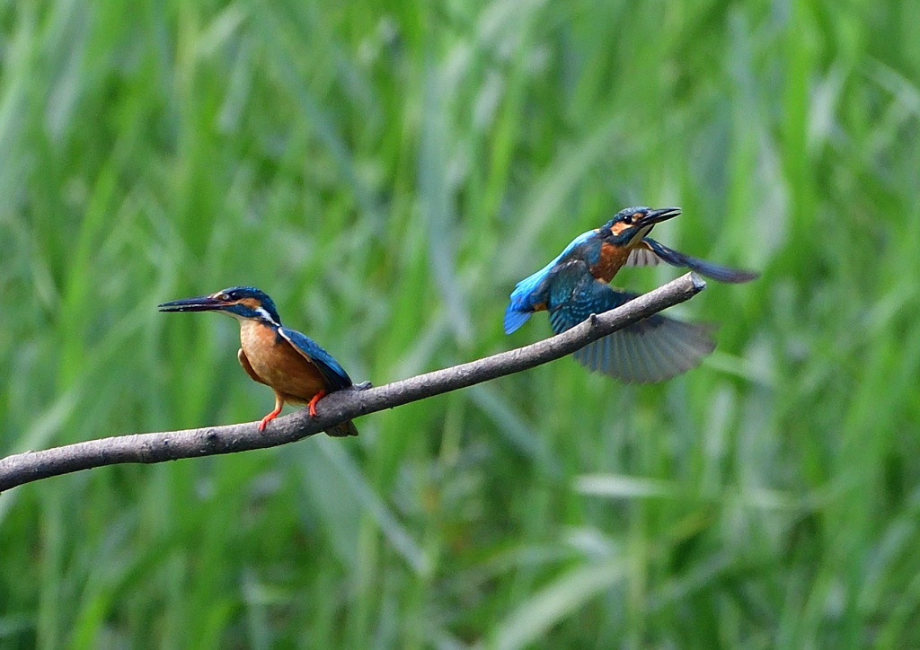 いつもの公園　７/２１⑥
