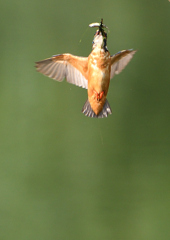 止まり木へ　７/２３❶