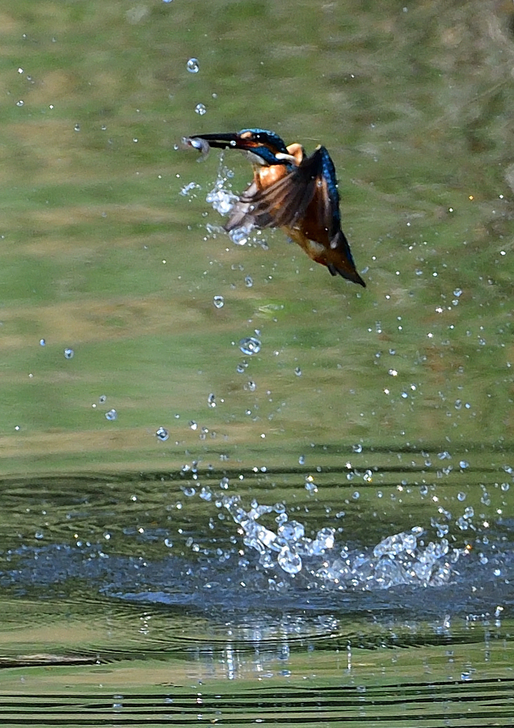 ダイブ　５/１５❶