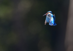 ホバ　３/１９⓰