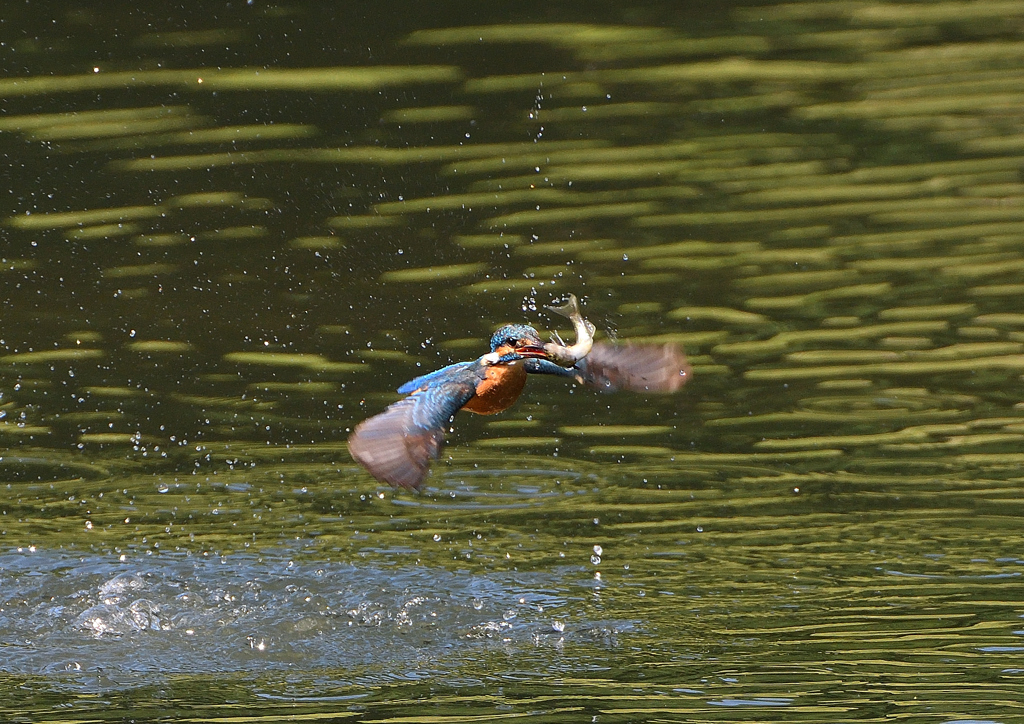 今日のカワセミ　６/１７❺
