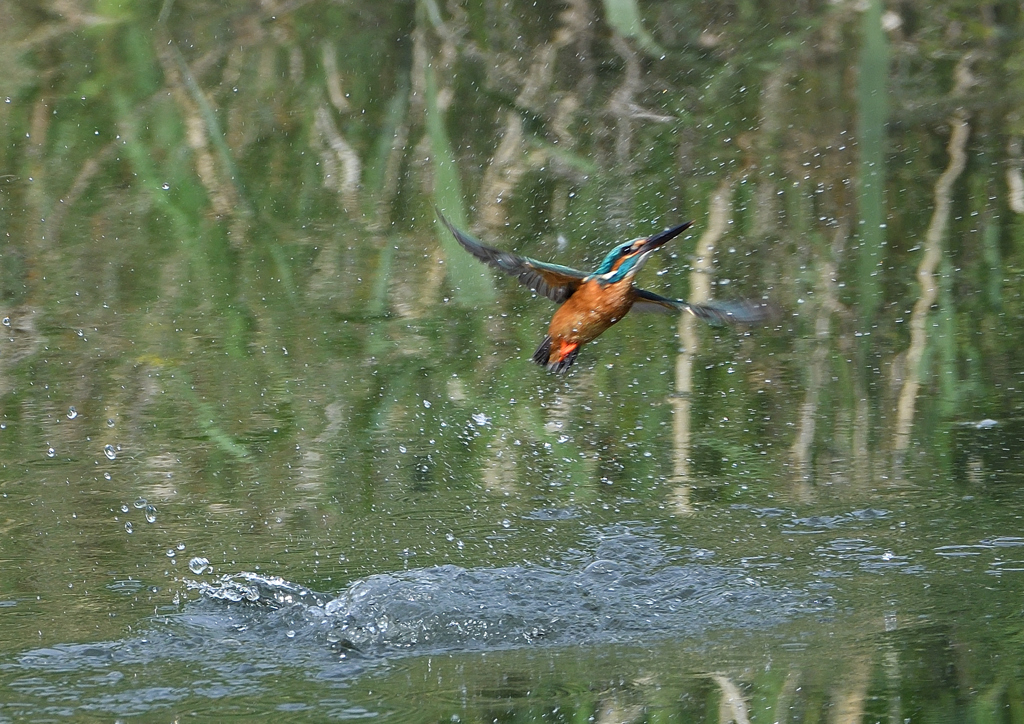 水浴び　５/９❶