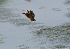 ダイブ　５/１３❶