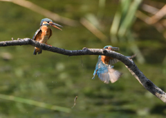 2羽のカワセミ　９/１０❽