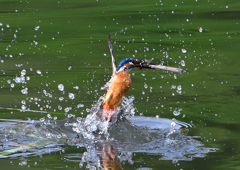 いつもの公園　６/１❷