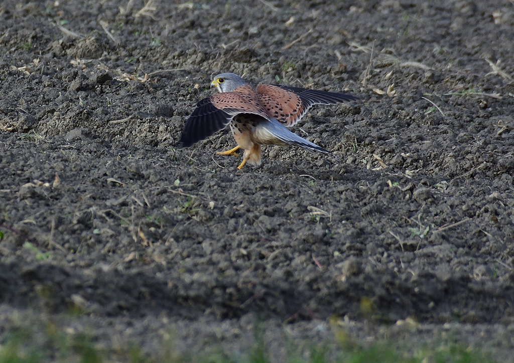 オスのチョウゲンボウ　１２/２３❶