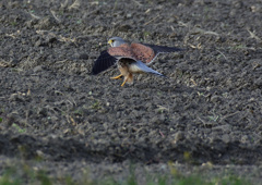 オスのチョウゲンボウ　１２/２３❶