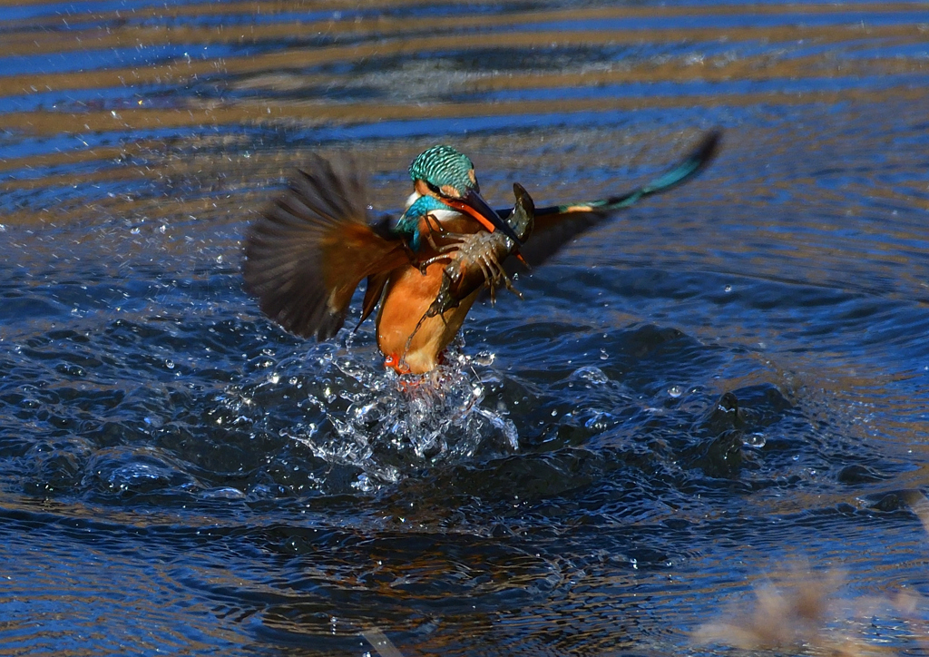 ザリガニを・・・・・・　１/２９❷