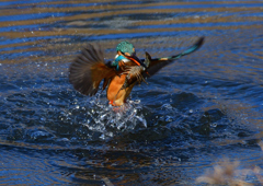 ザリガニを・・・・・・　１/２９❷