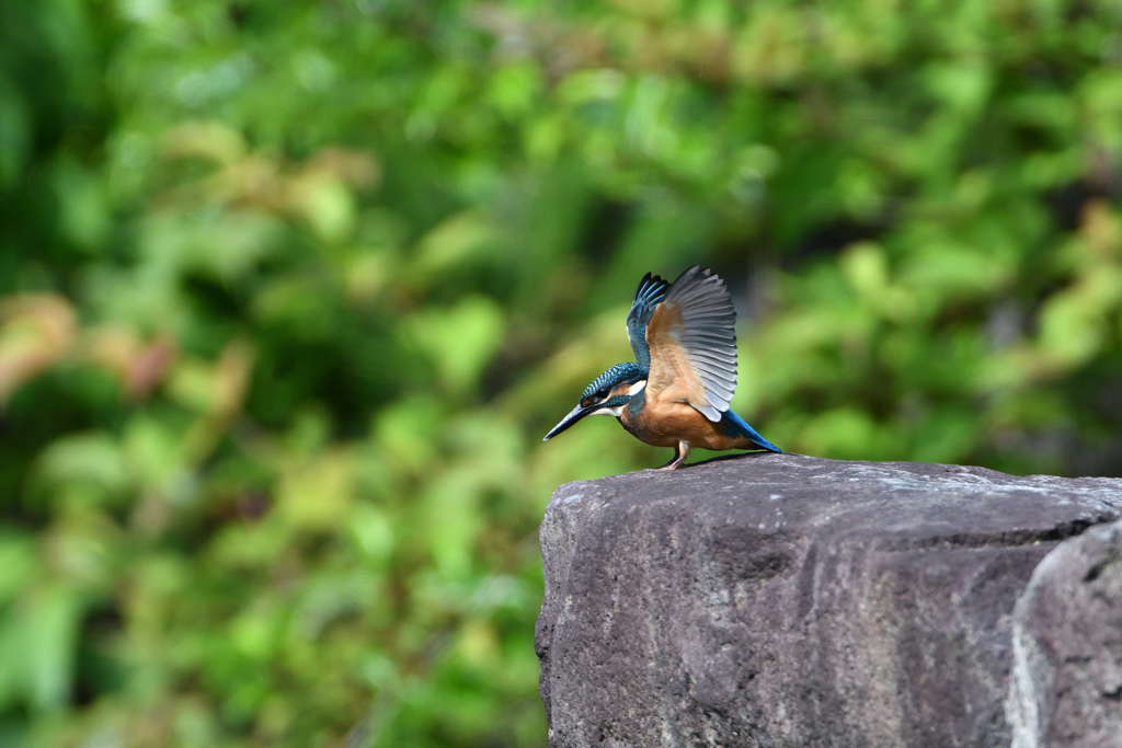 幼鳥　６/１１❹