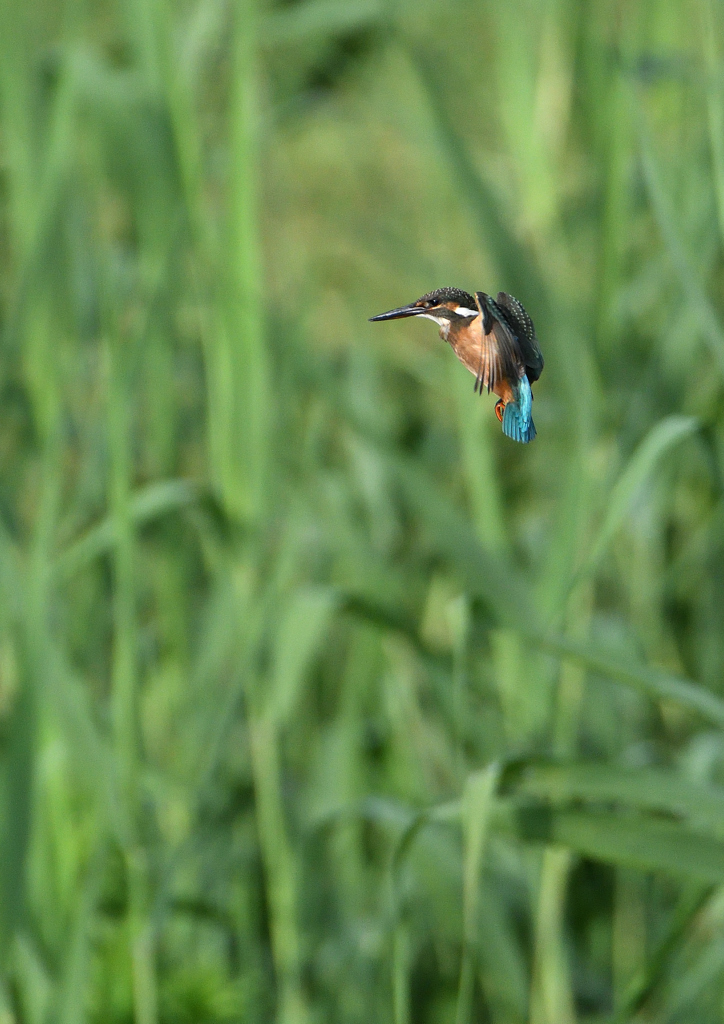 二番子のホバ❸