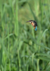 二番子のホバ❸