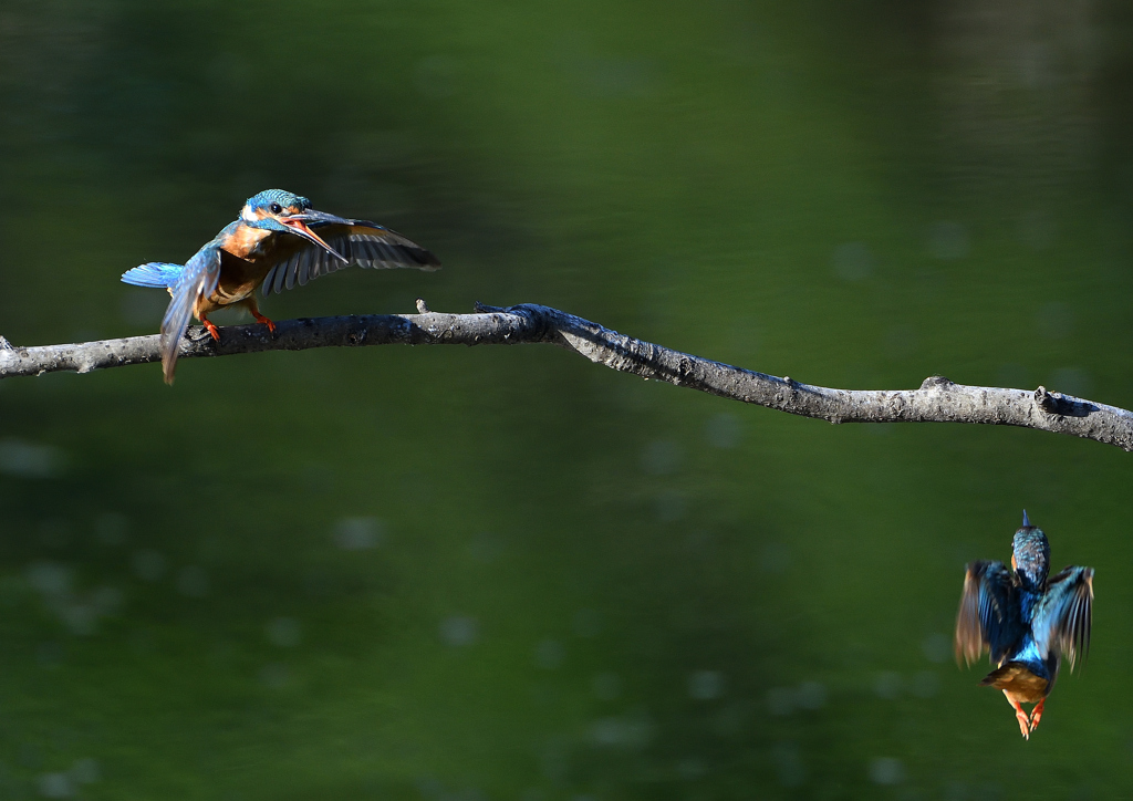 2羽のカワセミ　８/７❸