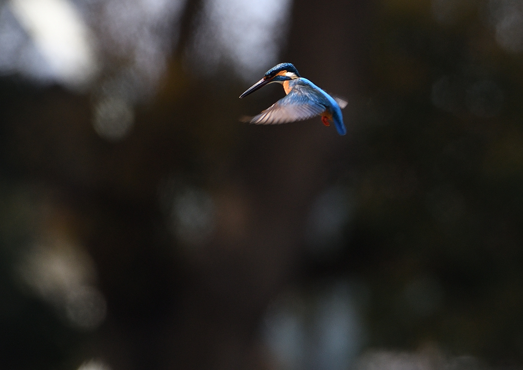 ホバ　４/１３❹