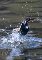 ダイブ　３/１７❷