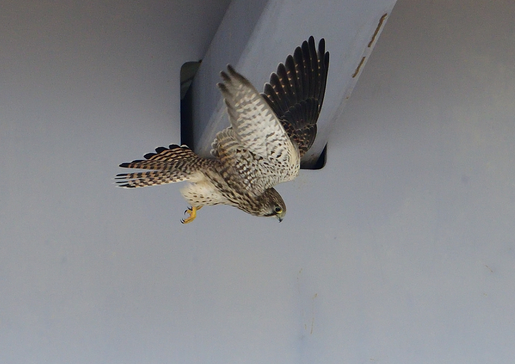 チョウゲンボウ　６/９❹