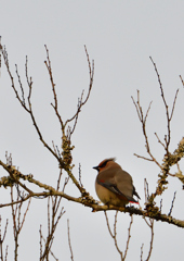 ヒレンジャ　２/１８❷