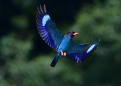 ブッポウソウ　７/２❺