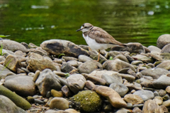 イカルチドリ　６/３０
