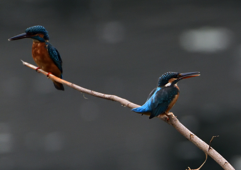2羽のカワセミ②