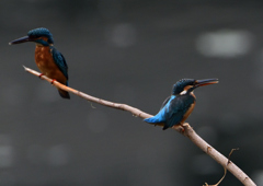 2羽のカワセミ②