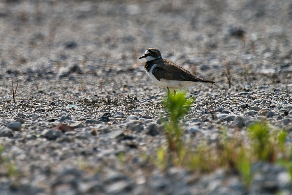 コチドリ　６/２３
