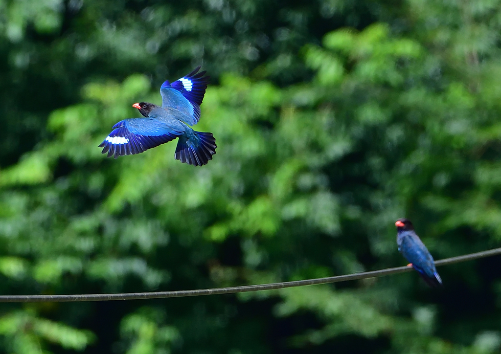 ブッポウソウ　７/２❼