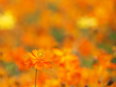 秋桜　１１/１❷