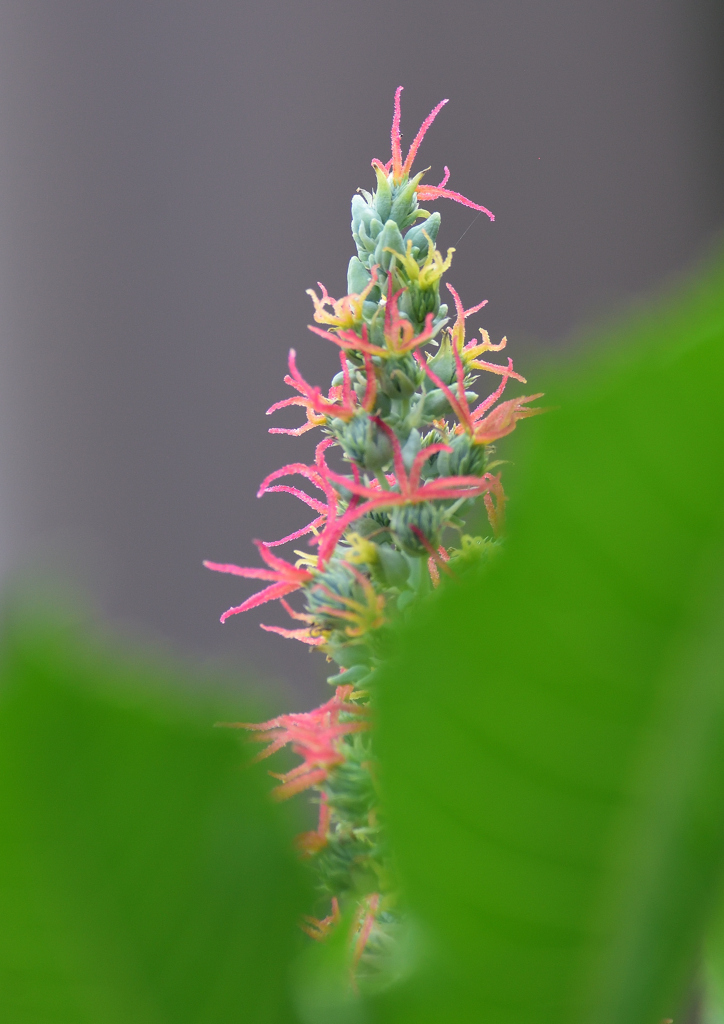 リアトリス　８/２７