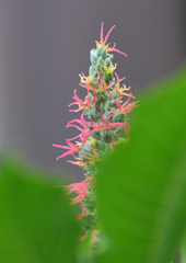 リアトリス　８/２７