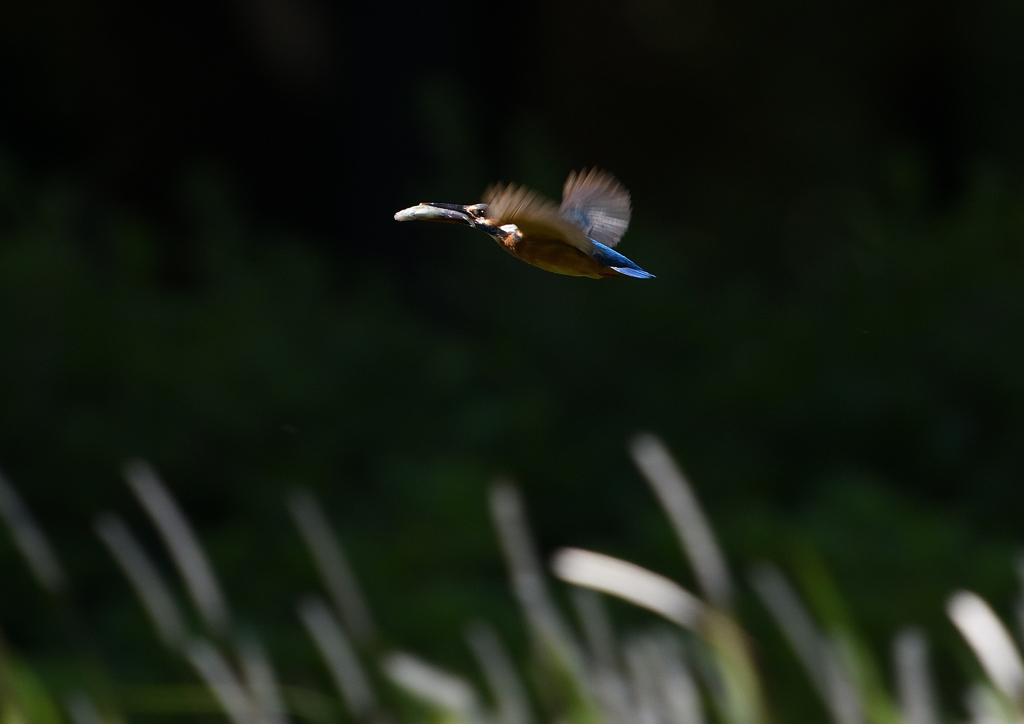 魚を・・・・　５/３０❷