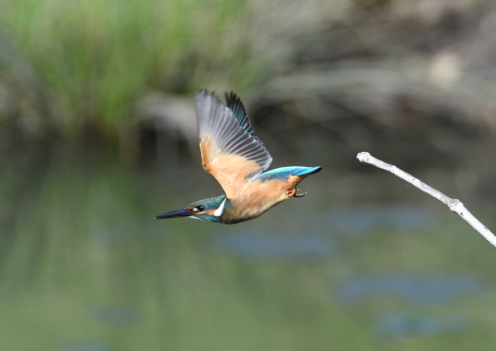  若鳥、飛び出し