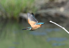  若鳥、飛び出し