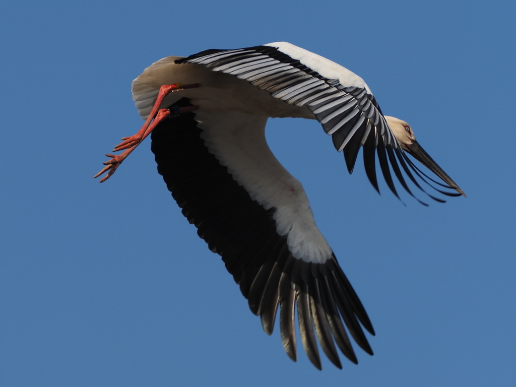 コウノトリ　２/２１❹