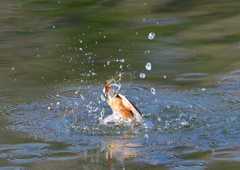 ダイブ❶　４/４